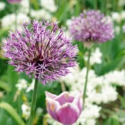 Warm Climate Fall Garden Kit 14 Warm Climate Fall Garden Kit -Plants Shop 31101