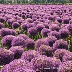 Globemaster Allium -Plants Shop 31103 globemaster allium