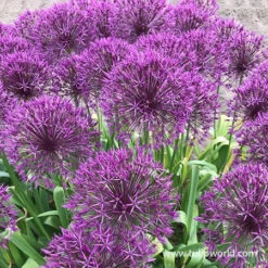 Purple Sensation Allium 8 Purple Sensation Allium -Plants Shop 31104 purple sensation allium