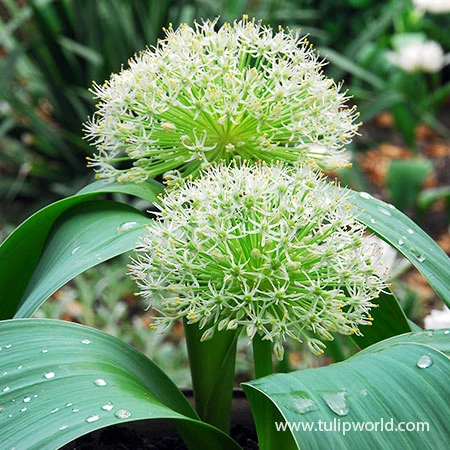 All Allium Collection 5 All Allium Collection - Image 3