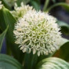 Ivory Queen Allium -Plants Shop 31105 ivory queen allium 2