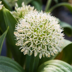 Ivory Queen Allium