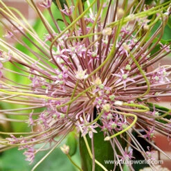 All Allium Collection 18 All Allium Collection -Plants Shop 31107 allium schubertii 2