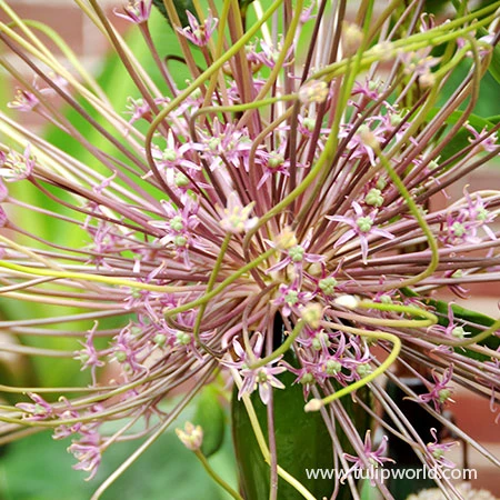 All Allium Collection 7 All Allium Collection - Image 5