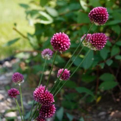 Warm Climate Spring Blooming Garden Collection -Plants Shop 31108 1