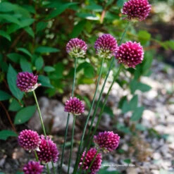 All Allium Collection 19 All Allium Collection -Plants Shop 31108 2