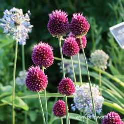 All Allium Collection 22 All Allium Collection -Plants Shop 31108 drumstick allium 2 1