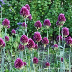 Warm Climate Spring Blooming Garden Collection -Plants Shop 31108 drumstick allium