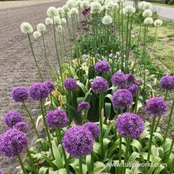 Purple & White Allium Collection -Plants Shop 31110 allium collection 2