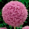 Pink Allium Giganteum -Plants Shop 31114 pink allium giganteum