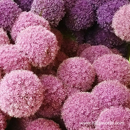 Pink Allium Giganteum 4 Pink Allium Giganteum - Image 2