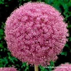 Pink Allium Giganteum