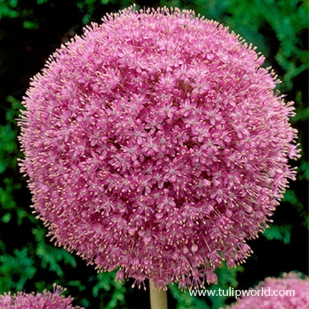 Pink Allium Giganteum 3 Pink Allium Giganteum