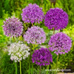 All Allium Collection 25 All Allium Collection -Plants Shop 31116 big impact allium mix 1