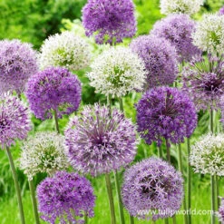 All Allium Collection 24 All Allium Collection -Plants Shop 31116 big impact allium mix 2 1