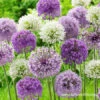 Big Impact Allium Mix -Plants Shop 31116 big impact allium mix 2