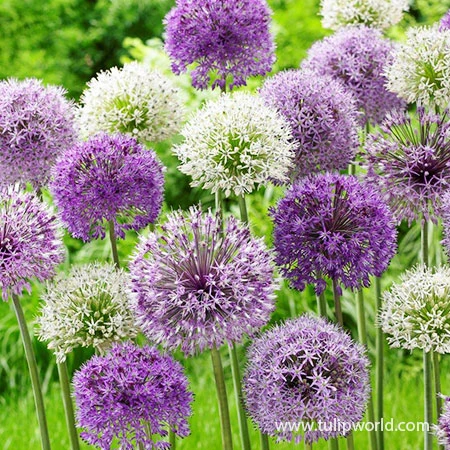 Big Impact Allium Mix 3 Big Impact Allium Mix