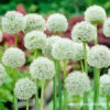 White Giant Allium 1 White Giant Allium -Plants Shop 31118 white giant allium