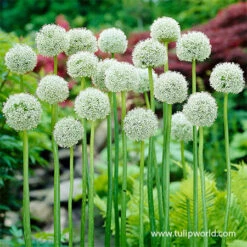White Giant Allium -Plants Shop 31118 white giant allium 2