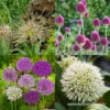 All Allium Collection