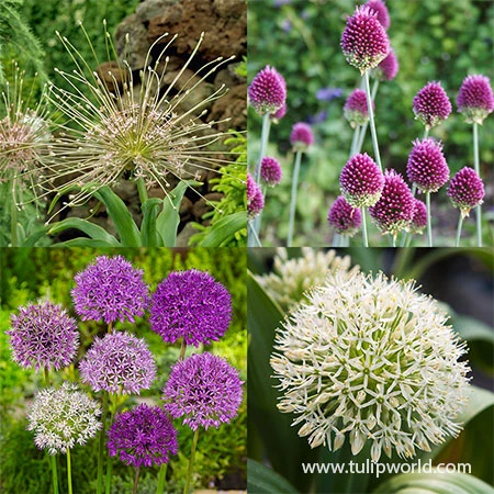 All Allium Collection 3 All Allium Collection