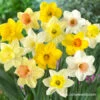 Mixed Daffodils 250 Per Package 1 Mixed Daffodils 250 Per Package -Plants Shop 32004