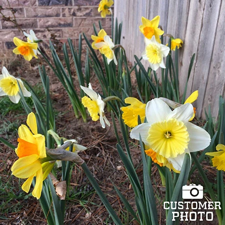 All Spring Blooms Value Collection 8 All Spring Blooms Value Collection - Image 6