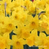 Dutch Master Daffodils 250 Bulbs/package -Plants Shop 32005