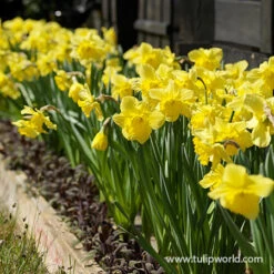 Dutch Master Daffodils 250 Bulbs/package -Plants Shop 32005 daffodil fields 2