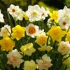 Mixed Daffodils And Narcissi Super Pack -Plants Shop 32103 1