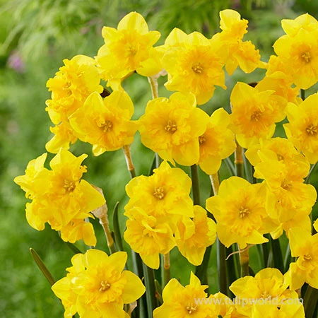 Yellow Parrot Daffodil 3 Yellow Parrot Daffodil