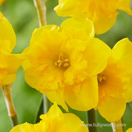 Yellow Parrot Daffodil 4 Yellow Parrot Daffodil - Image 2