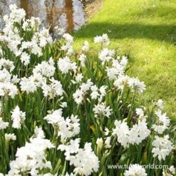 Plants Shop -Plants Shop 32105 ziva paperwhites 4