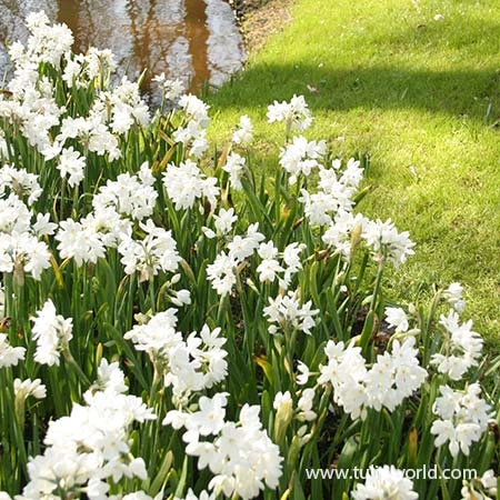 Ziva Paperwhites 4 Ziva Paperwhites - Image 2