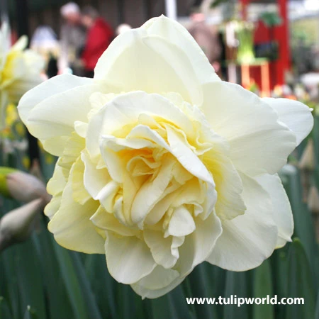 Double Flowering Daffodil Collection 4 Double Flowering Daffodil Collection - Image 2