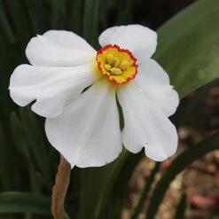 Actaea Recurvus Narcissus -Plants Shop 32116 1