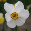 Actaea Recurvus Narcissus -Plants Shop 32116