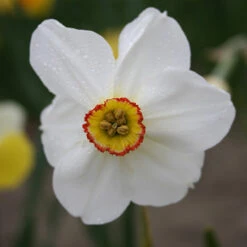 All Spring Blooming Daffodil Collection -Plants Shop 32116 2