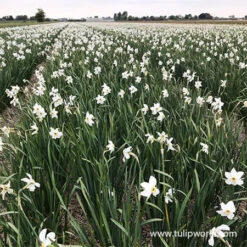 All Spring Blooming Daffodil Collection -Plants Shop 32116 pheasants eye daffodil 1