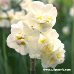 Double Flowering Daffodil Collection 14 Double Flowering Daffodil Collection -Plants Shop 32118