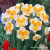 Tricollet Daffodil 1 Tricollet Daffodil -Plants Shop 32121 tricollet daffodil