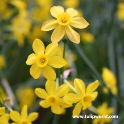 Miniature Daffodil Collection 16 Miniature Daffodil Collection -Plants Shop 32125 1