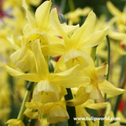 Yellow Daffodil Collection -Plants Shop 32130