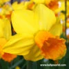 Jetfire Daffodil Narcissus -Plants Shop 32131 2