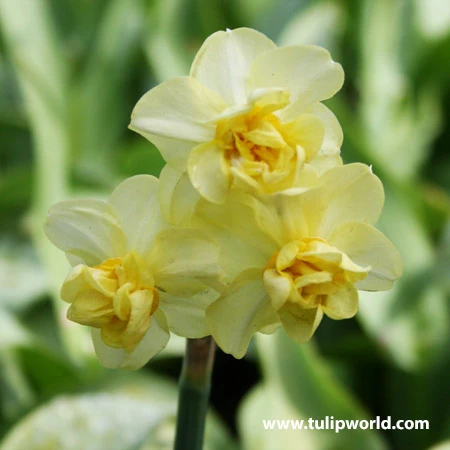 Double Flowering Daffodil Collection 8 Double Flowering Daffodil Collection - Image 6