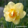 Tahiti Double Narcissi -Plants Shop 32138 2