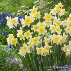 Plants Shop -Plants Shop 32141 prom dance daffodil 2