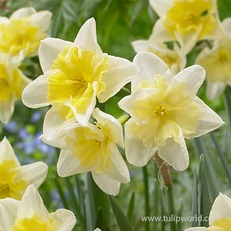 Prom Dance Daffodil 3 Prom Dance Daffodil