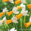 Winter Waltz Daffodil 2 Winter Waltz Daffodil -Plants Shop 32142 winter walz daffodil