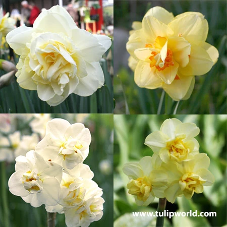 Double Flowering Daffodil Collection 3 Double Flowering Daffodil Collection